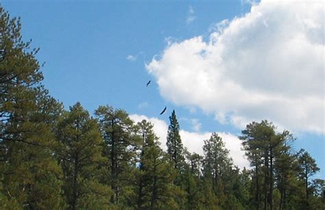 osprey-and-eagle – Growing With Science Blog