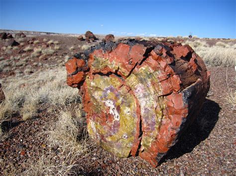 Fossilized or Petrified: What's the Difference?