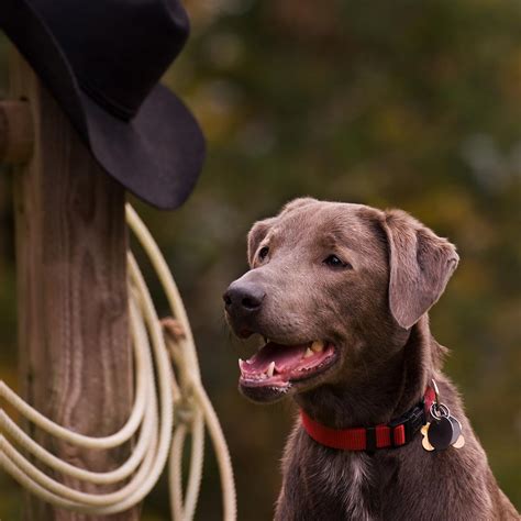 Blue Lacy - Authentic Texas