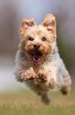 Yorkshire Terrier Free Stock Photo - Public Domain Pictures