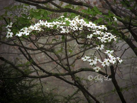 Dogwood Photograph, North Carolina, Dogwood, Foggy, Nature, Landscape Photography,woodland ...