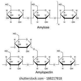 Starch Structure Amylose And Amylopectin