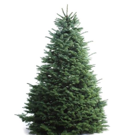 5-6-ft Noble Fir Real Christmas Tree in the Fresh Christmas Trees ...