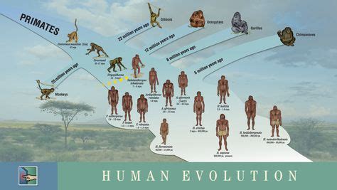 Human evolution | Anthropology - DNA & Evol Trees | Pinterest | Human evolution, Evolution and ...