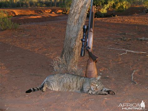 Hunting Feral Cat in Australia | AfricaHunting.com