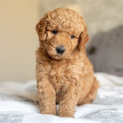 About Us - Mini Goldendoodle Puppies