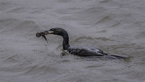 Pelagic Cormorant - Avian Critiques - Nature Photographers Network