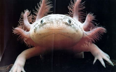 Creepy Deep Sea Creatures