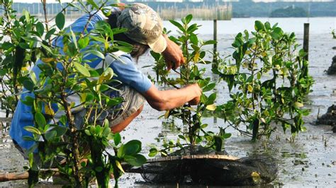 Rehabilitating Mangroves in the Philippines | Mangrove, Mangrove forest ...