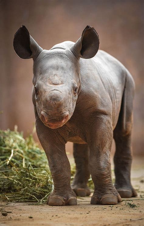 baby rhino | Cute baby animals, Animals beautiful, Baby rhino