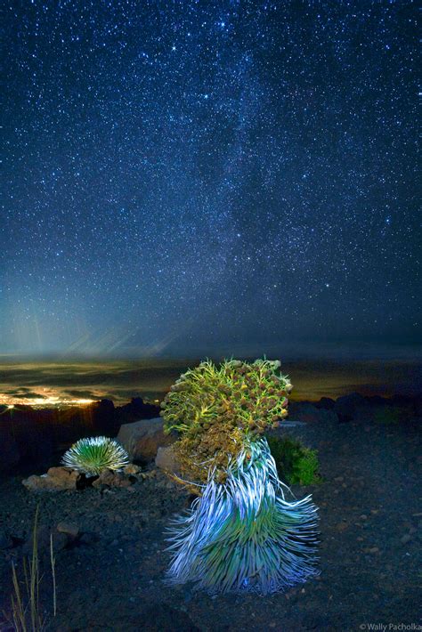 Haleakala Bloomed Silversword by Starlight | Haleakala National Park, Maui, Hawaii | Wally ...