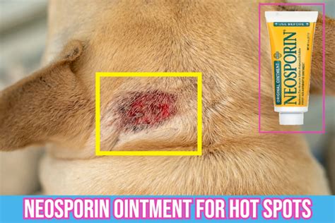 Neosporin Topical Ointment For Hot Spots Treatment In Dogs