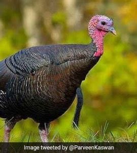 Thanksgiving Turkey: Bureaucrat Explains Confusion Behind The Bird's Name