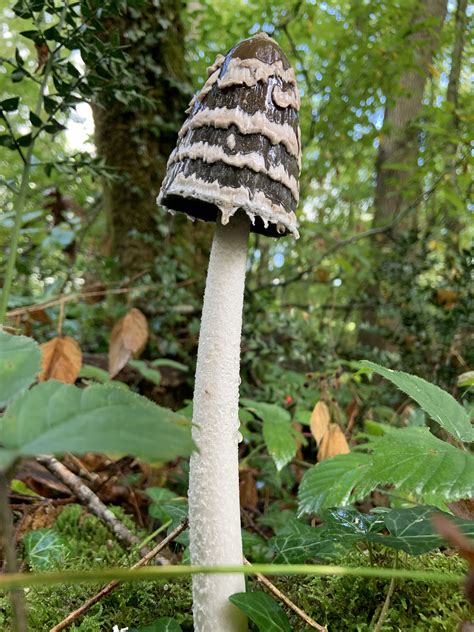 Coprin pie ⛔️ - Coprinus picaceus - Forêt de Moulière - Vienne - France ...