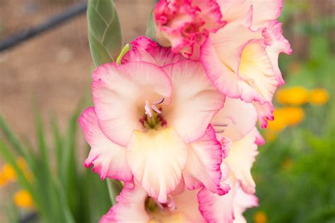 Gladiolus: Plant Care & Growing Guide