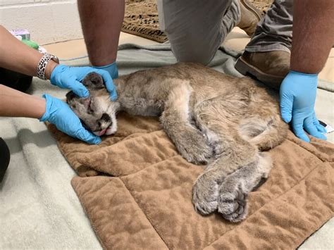 Orphaned mountain lion cub on road to recovery at Project Wildlife ...