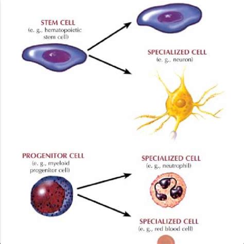 Distinguishing features of progenitor/precursor cells and stem cells. A... | Download Scientific ...