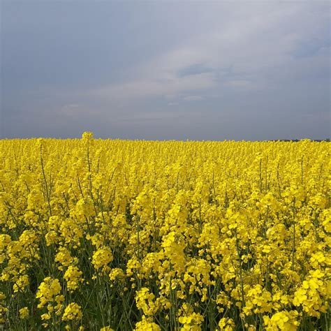 Denmark right now. Yellow rapeseed fields as far as the eye reaches. : r/pics