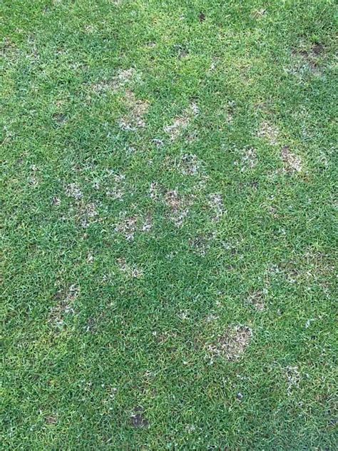 How To Treat Dollar Spot Fungus (Lawn Disease) - Lawn Phix