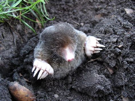 The Mole: An Underground Guest - TIERART Wild Animal Sanctuary - a FOUR PAWS project