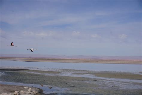 Bolivia Boleh: Exploring the Heaven in Earth - The Project Pear