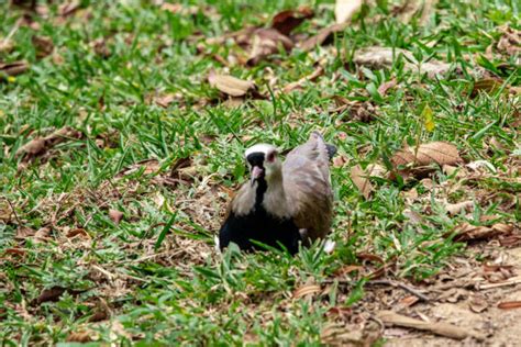 100+ Tero Bird Southern Lapwing Stock Photos, Pictures & Royalty-Free Images - iStock