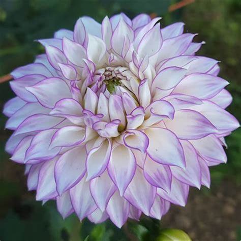 Dahlia plants ready to plant - Dahlia tubers for planting - Dahlia bulbs bulk - Dahlia seeds for ...