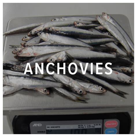 fish-anchovies