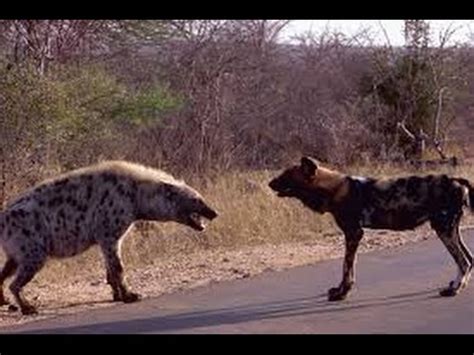 Wild Dog vs Hyenas - Wild Dogs Attacks Hyena 2015 | FunnyDog.TV