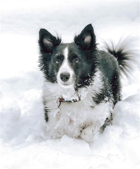 How Much Do Mini Border Collies Cost: Pricing And Considerations