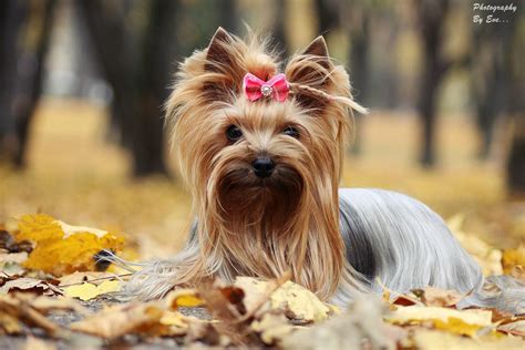 Wild Vanilla Melsvė | Yorkshire terrier puppies, Yorkie dogs, Dog portraits