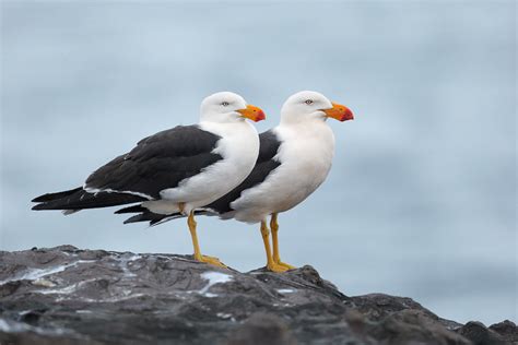 Pacific Gulls | The Pacific Gull is Australia's largest gull… | Flickr