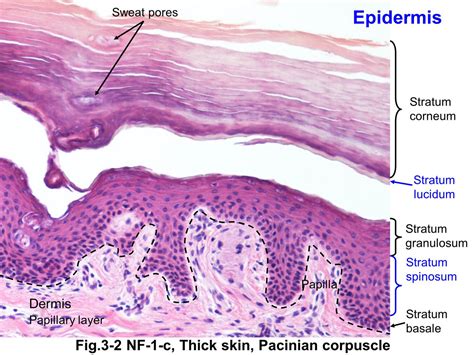 Block12/Fig. 3-2 Epidermis of thick skin.
