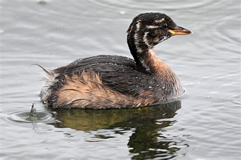 Little Grebe by Fausto Riccioni - BirdGuides