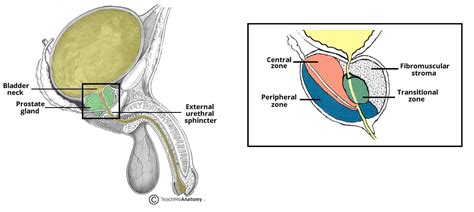 prostate la gi