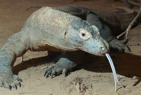 File:Komodo dragon with tongue.jpg - Wikimedia Commons
