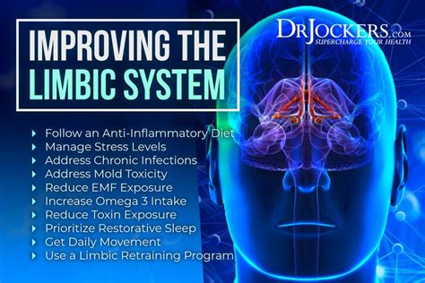 Limbic retraining 10 strategies to improve limbic system function – Artofit