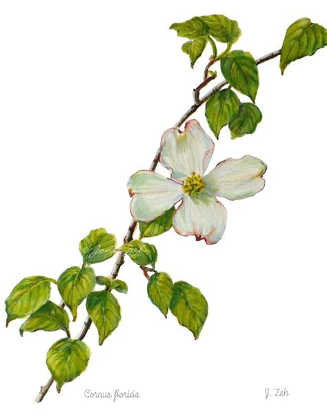 Dogwood Flower Botanical Floral Fine Art Print - Cornus florida ...