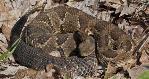 Timber Rattlesnake (Crotalus horridus) | about animals