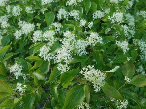 Cornus Racemosa Is a Late-Blooming Dogwood - Horticulture