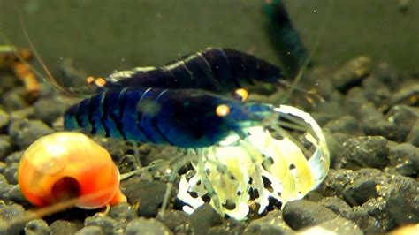 Blue Tiger Shrimp - Caridina mariae www.shrimp.sk - YouTube