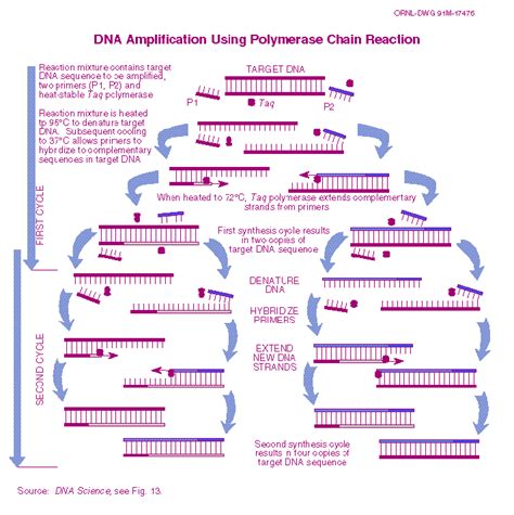 PCR Amplification - Frequency of Polymorphism in VMAT2 in a Student Population