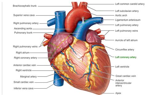 The Anatomy Of A Heart - Central Georgia Heart Center