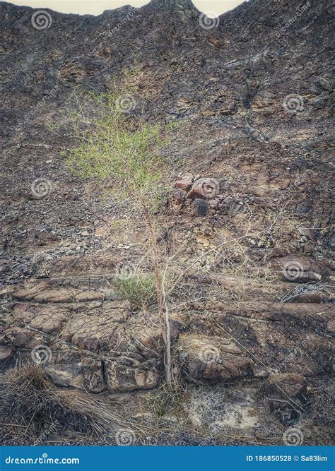 Ghaf Desert Tree in Wadi Alkhodh Muscat, Sultanate of Oman Stock Photo ...