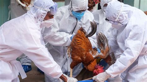 Kerala Bird Flu Outbreak: Insights Into H5N1, Symptoms, Treatment And Safety Measures