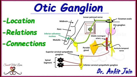 Otic Ganglion Gross Anatomy Roots And Branches Animat - vrogue.co