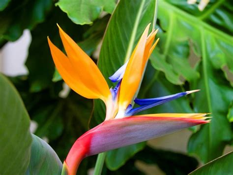 Caribbean Flowers And Their Names | Best Flower Site