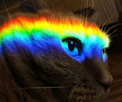 Top 10 Best Images of Rainbow Cats