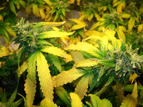 How To Prevent Yellow Marijuana Leaves I Growing Marijuana Blog