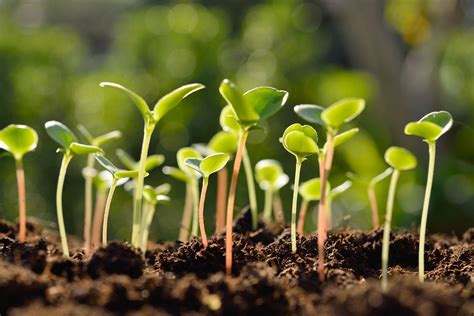 Thinning Plants - How To Thin Seedlings | Gardening Know How